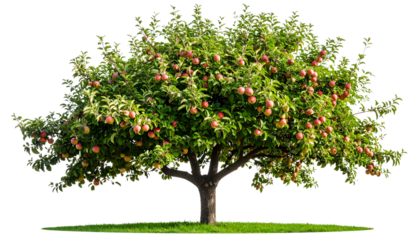 apple tree with apples