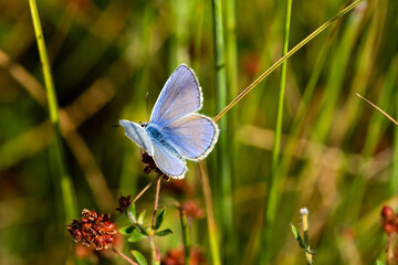 Common blue butterfly (Polyommatus icarus) on a flower