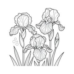 Obraz premium Dutch Iris Flower Illustrations white background.03