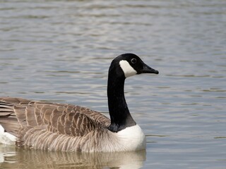 Detailed view of a Canada goose wading, swimming in a lake. Standing feeding on the grass riverbank. goose standing proudly at the edge of a serene lake surrounded by lush green woodland