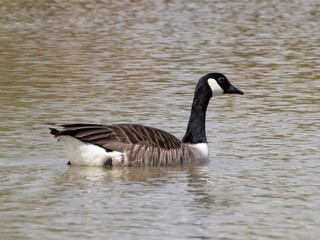 Obraz premium Detailed view of a Canada goose wading, swimming in a lake. Standing feeding on the grass riverbank. goose standing proudly at the edge of a serene lake surrounded by lush green woodland