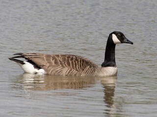 Detailed view of a Canada goose wading, swimming in a lake. Standing feeding on the grass riverbank. goose standing proudly at the edge of a serene lake surrounded by lush green woodland