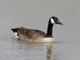 Fototapeta premium Detailed view of a Canada goose wading, swimming in a lake. Standing feeding on the grass riverbank. goose standing proudly at the edge of a serene lake surrounded by lush green woodland