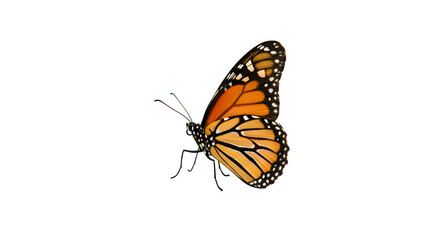 Butterfly isolated on PNG background.