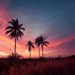 palm trees at sunset