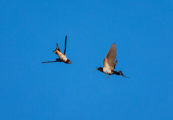 birds barn swallows flying against blue sky and feeding on dragonflies