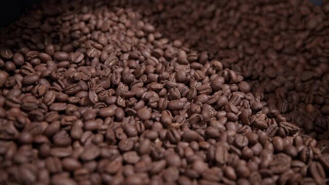 Worker checking quality and freshly of roasted beans brown coffee after roasting process.