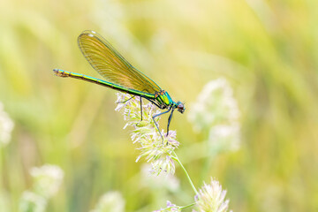 Caloptéryx éclatant femelle (Calopteryx splendens) sur graminée en prairie humide