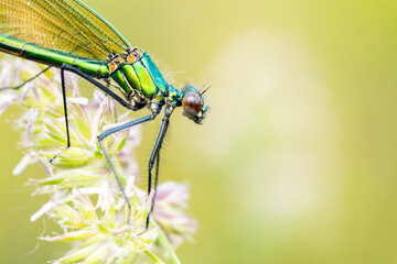 Caloptéryx éclatant femelle (Calopteryx splendens) sur graminée en prairie humide