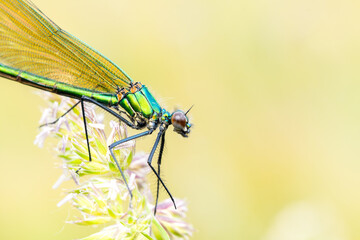 Caloptéryx éclatant femelle (Calopteryx splendens) sur graminée en prairie humide