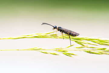 Tenthrède des tiges (Cephus spec.) posée sur une graminée en lumière naturelle