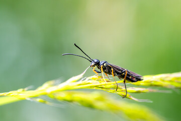 Tenthrède des tiges (Cephus spec.) posée sur une graminée en lumière naturelle