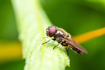 Syrphe Cheilosia barbata posé sur une feuille au cœur de la végétation