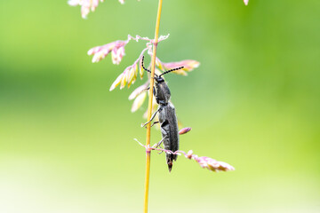 Cidnopus aeruginosus, coléoptère cliquet posé sur une inflorescence de graminée