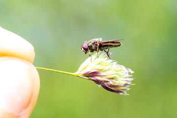 Syrphe Cheilosia latifrons sur une inflorescence, macro en lumière naturelle