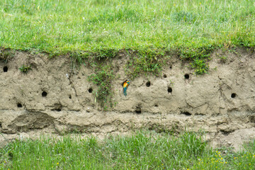Guêpier d’Europe (Merops apiaster) devant son terrier de nidification dans une falaise sableuse