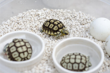 Hatchling Turtle on White Stones
