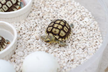 Close-Up of Newborn Sea Turtle on White Pebbles