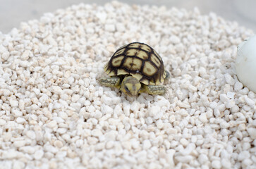 Sea Turtle Hatchling Close-Up on Pebble Ground