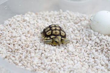 Baby Turtle Exploring White Pebble Terrain