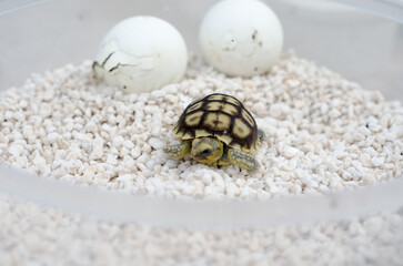First Steps of Hatchling on White Pebbles