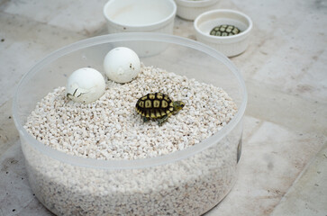 Turtle Hatchling with Shadow on White Stones