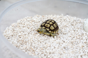 Newborn Turtle Among Smooth White Pebbles