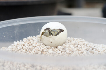 Tiny Turtle Resting Peacefully on White Pebbles