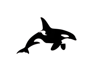 Fototapeta premium Ocean Sentinel Silhouette of a Swimming Orca