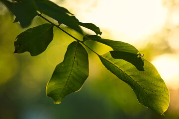 Liść orzecha © Marcin