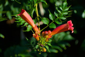 A cluster of vibrant orange trumpet vine flowers, with some buds, is visible among green foliage, illuminated by natural sunlight.