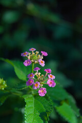 A close-up shot of two clusters of small, vibrant purple and orange Lantana flowers, set against a softly blurred dark green background of leaves.
