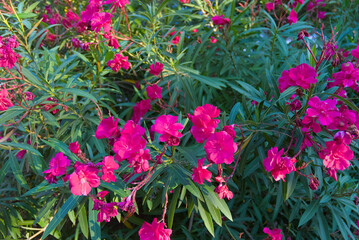 Vibrant fuchsia oleander flowers with deep green leaves fill the frame, illuminated by natural light, creating a lush and colorful floral display.