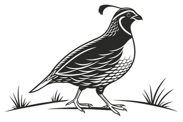 Fototapeta premium vector illustration of a peacock