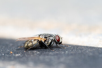 Musca autumnalis, mouche d’automne sur surface métallique – macrophotographie naturaliste