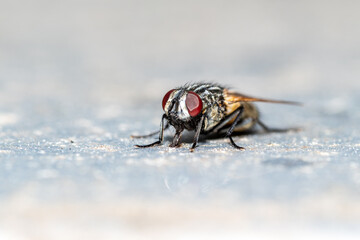 Musca autumnalis, mouche d’automne sur surface métallique – macrophotographie naturaliste