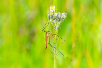Nephrotoma submaculosa – Tipule bigarrée sur fleur de prairie, photographie macro