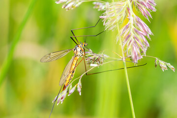Nephrotoma submaculosa – Tipule bigarrée sur fleur de prairie, photographie macro