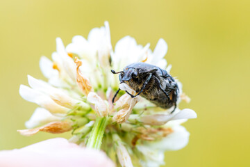 Oxythyrea funesta – Cétoine funeste sur fleur de trèfle blanc, photo macro en lumière naturelle