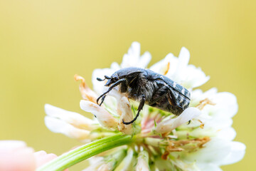 Oxythyrea funesta – Cétoine funeste sur fleur de trèfle blanc, photo macro en lumière naturelle