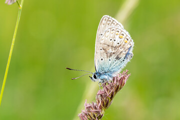 Polyommatus icarus – Petit Azuré commun posé sur graminée, vue macro latérale