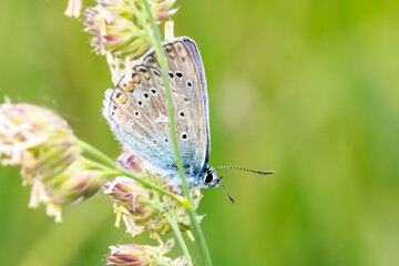 Polyommatus icarus – Petit Azuré commun posé sur graminée, vue macro latérale