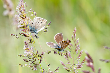 Polyommatus icarus – Deux petits azurés communs sur graminée en fleur, scène macro naturaliste © Colombe Delons