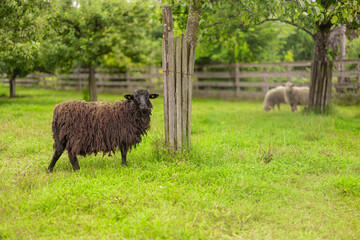 A black sheep with shaggy wool stands alert in a green pasture in Bad Leonfelden, with two white sheep grazing peacefully in the background. A charming rural scene framed by orchard trees and a wooden