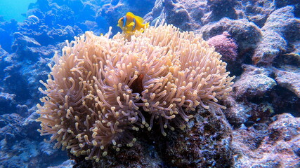 coral reef in the sea