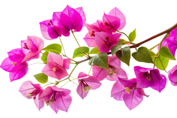 Vibrant pink bougainvillea flowers and green leaves on a dark background magenta purple isolated on a transparent background