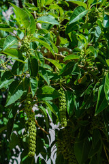 Close-up view of green hanging tropical fruits on a leafy tree branch in natural light.