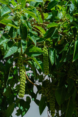 Obraz premium Tropical tree with clusters of unripe green fruits hanging under leafy branches in bright sunlight.