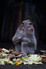 Monkey looking around while eating