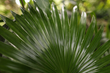 Palm tree leaves